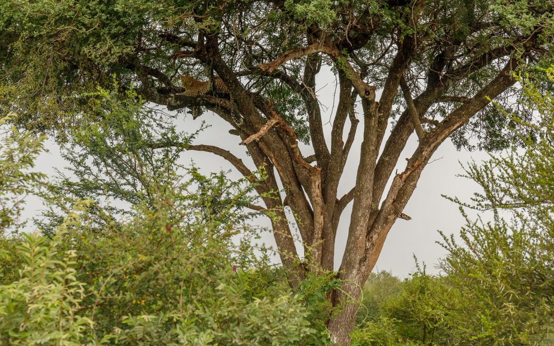 A Different Lens on Limpopo-Lipadi