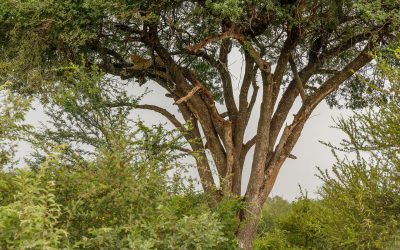 A Different Lens on Limpopo-Lipadi