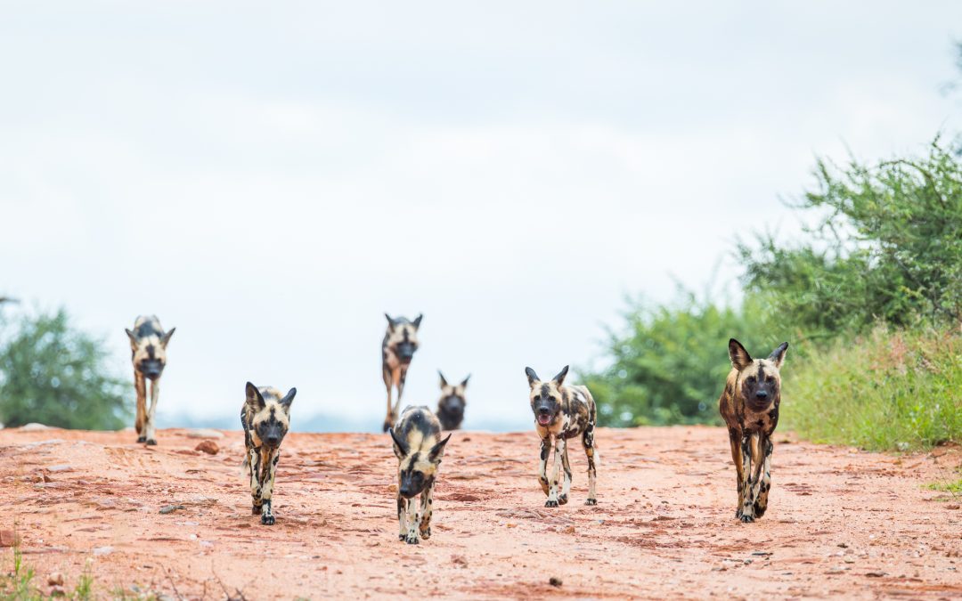 Wild Dogs – Back in View