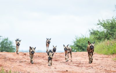 Wild Dogs – Back in View