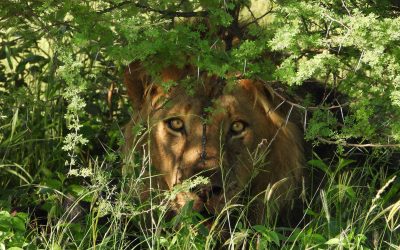 Green Summer Vibes in the Bush