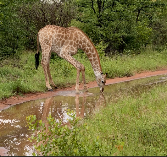 Pula: Summer Rains at Limpopo-Lipadi