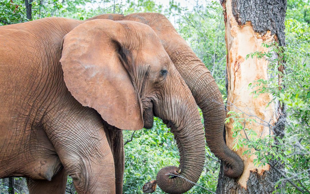 Elephants and ancient trees at Limpopo-Lipadi