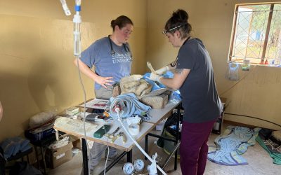 Healthy Pets, Healthy Communities