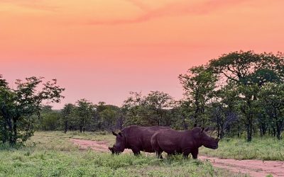 When the bush decides to show off