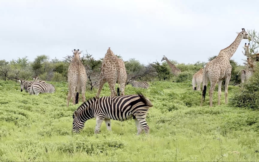 Of swaying necks and striped companions
