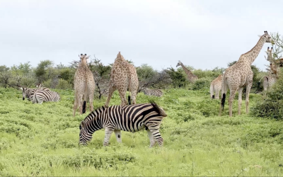 Of swaying necks and striped companions