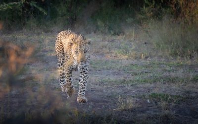 A male leopard on his morning rounds