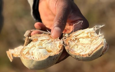 How to make yoghurt from Baobab fruit