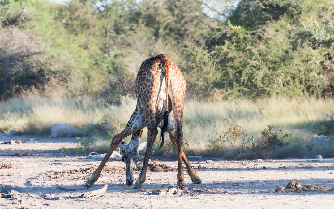 Down on their knees: why giraffes come to mine