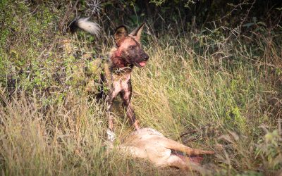 A hyena on a mission