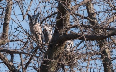 A good season for owls at Limpopo-Lipadi