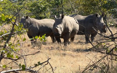 Walking with rhino: a lesson in tracking