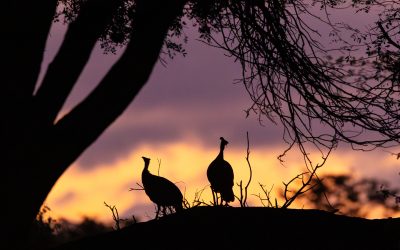 Chasing the winter light at Limpopo-Lipadi