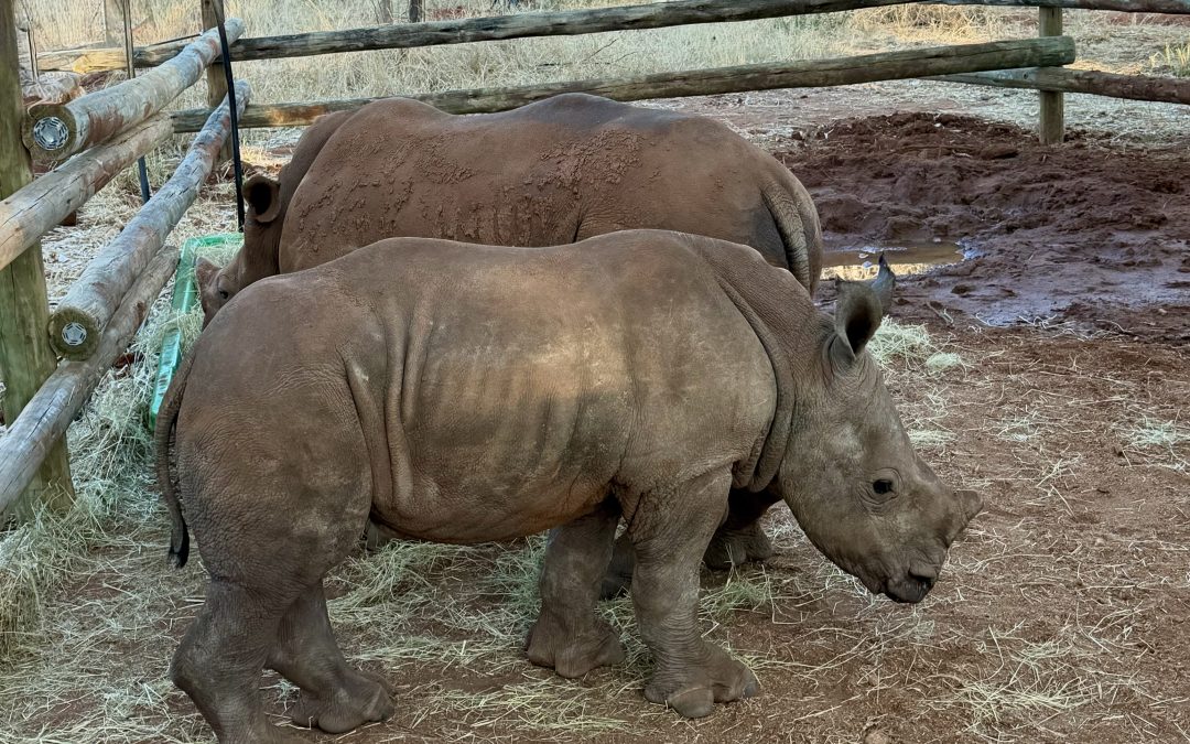 How to raise two orphaned rhino calves from scratch