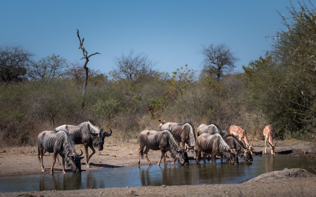 Slow Safari: The African Bush, Your Way