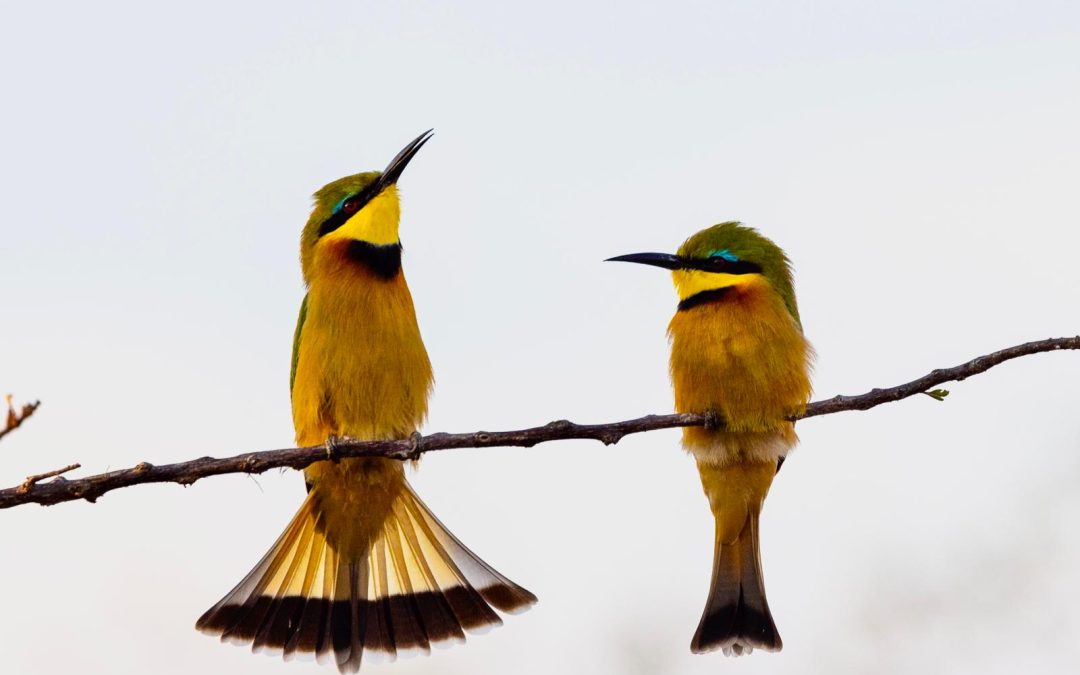 Exclusive Birding Course at Limpopo-Lipadi