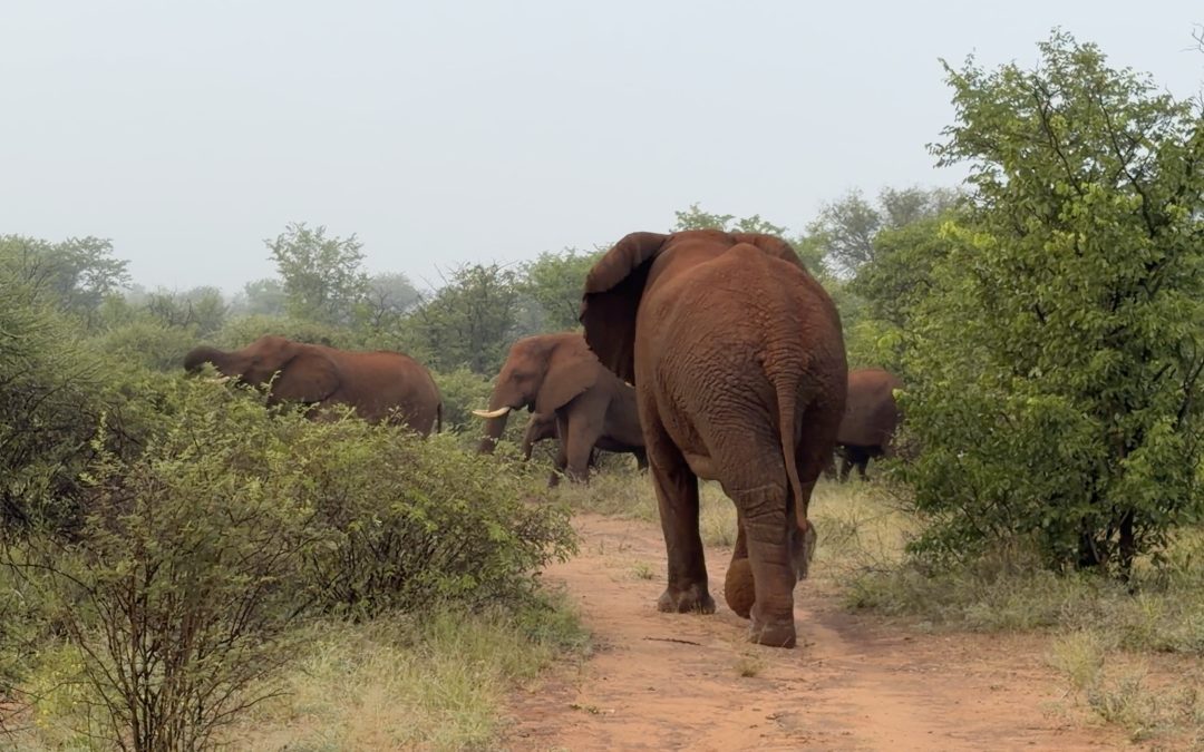 A misty morning with the breeding herd